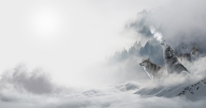 wolves magical fog